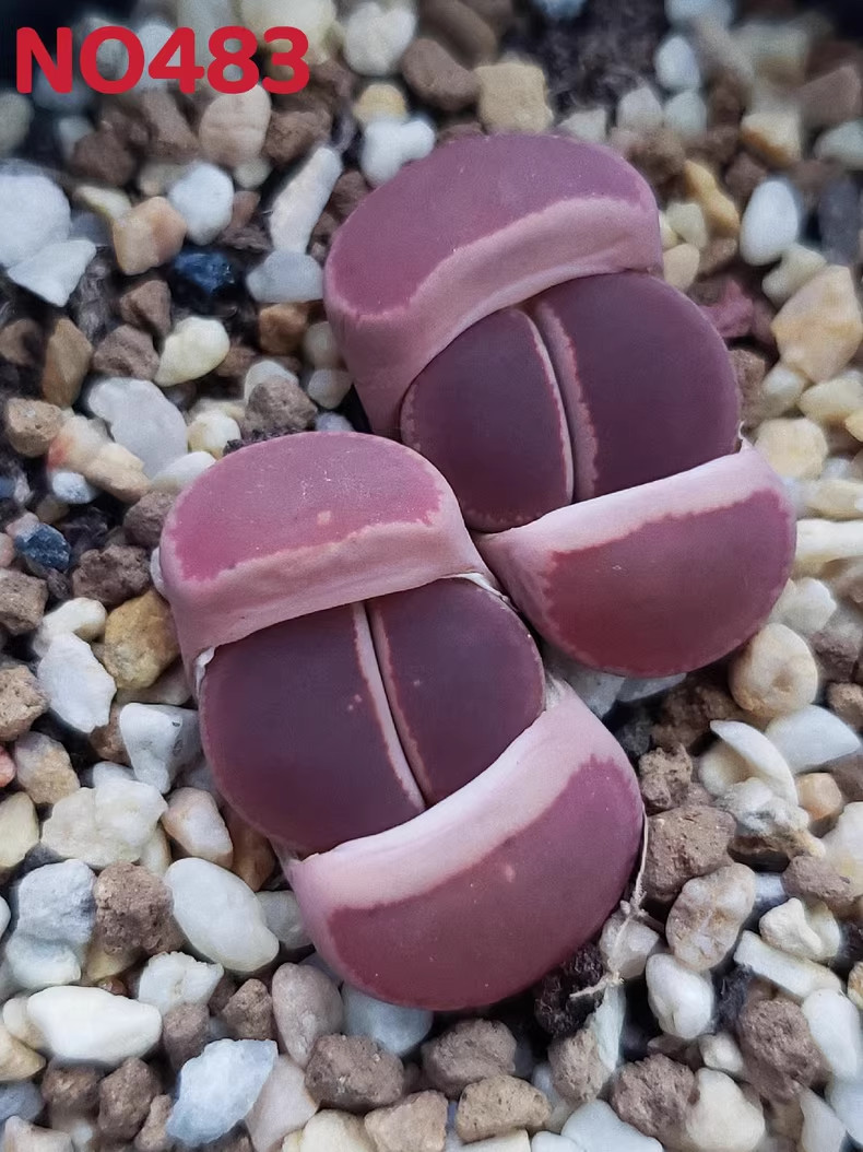 3pcs Lithops aucampiae “KO” All are full windows
