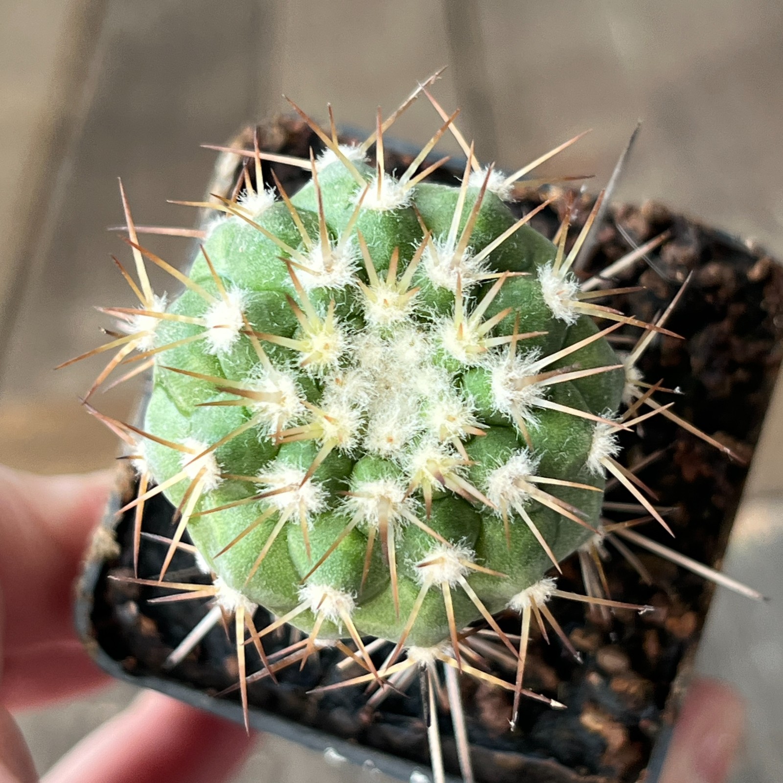 A23-687 Copiapoa columna-alba JN1681, Esmeralda Pan de Azucar, grafted
