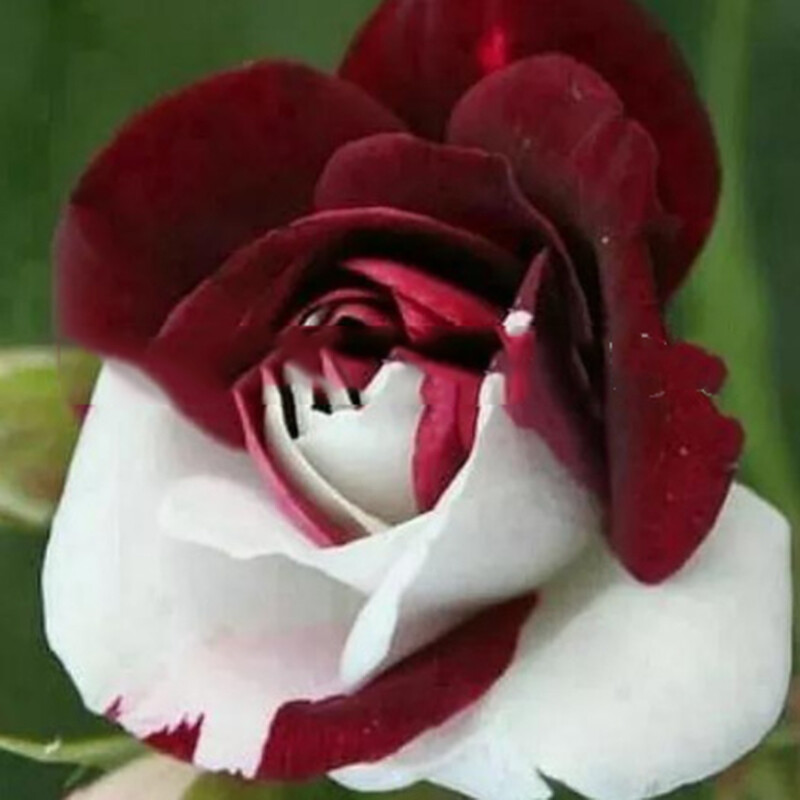 100 Mixed Color Rose Seeds for Garden Planting Varieties of Bush Perennial