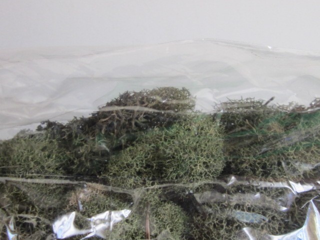 PRESERVED NATURAL REINDEER MOSS GREEN FOR CRAFTS VILLAGES & RAILROAD DISPLAYS
