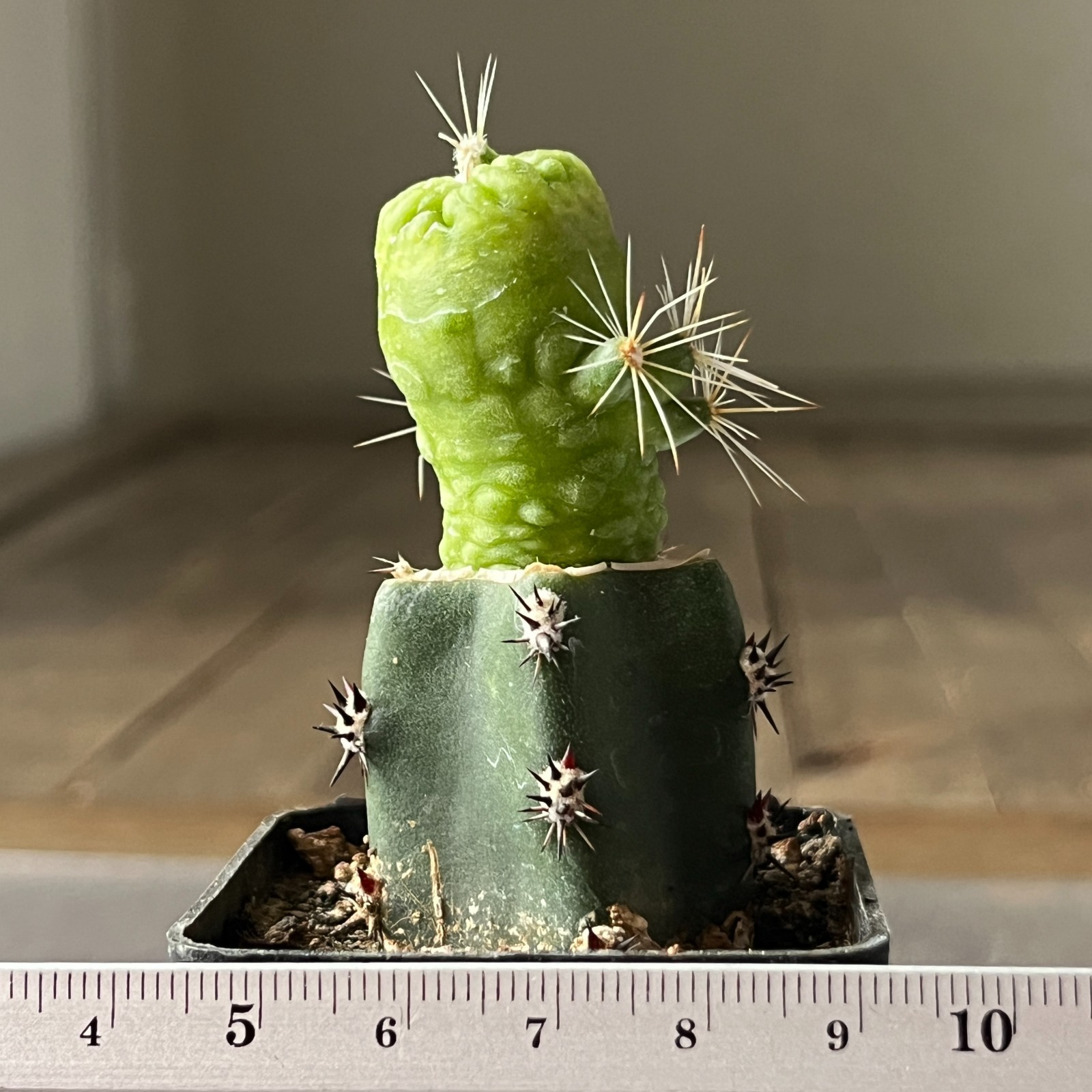 A11-72 Mammillaria bocasana cv. FRED, grafted