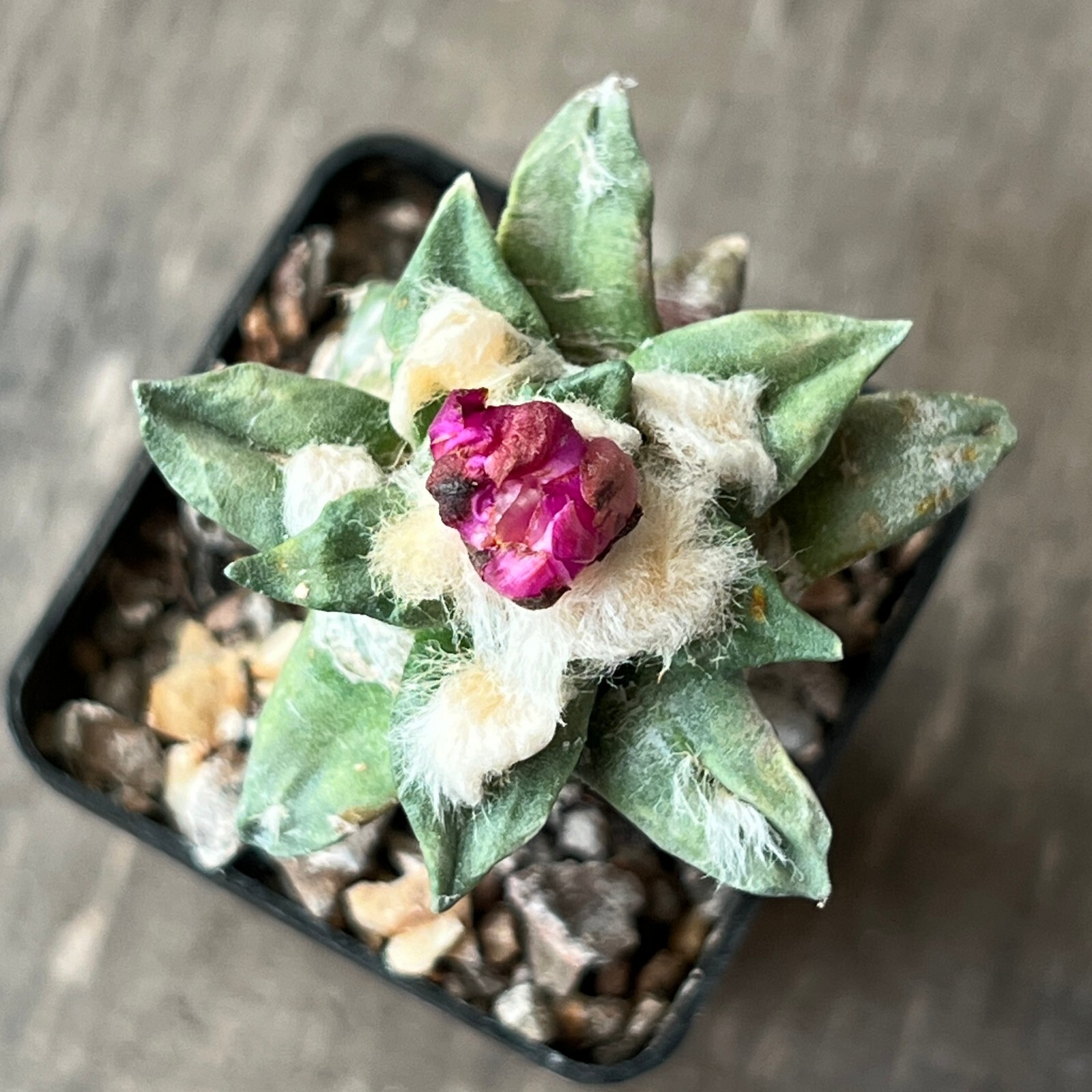 A17-384.Cactus… retusus X agavoides (Grafted)