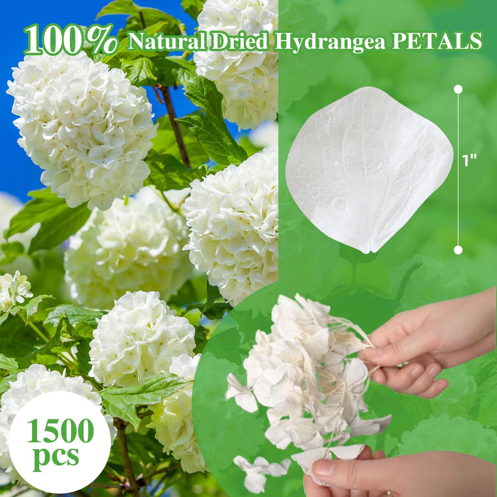 1500+ Dried Real Hydrangea Petals, Natural Preserved Flower Petal for Wedding…