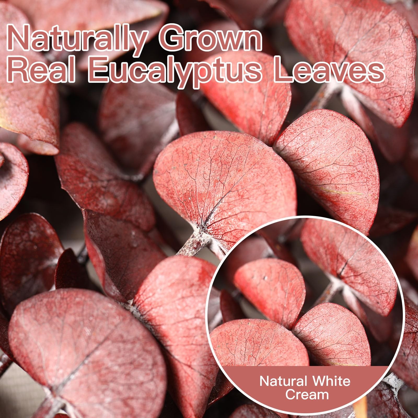 20 Pcs Dried Eucalyptus Stems, 17” Natural Real Live Red Eucalyptus Leaves B…