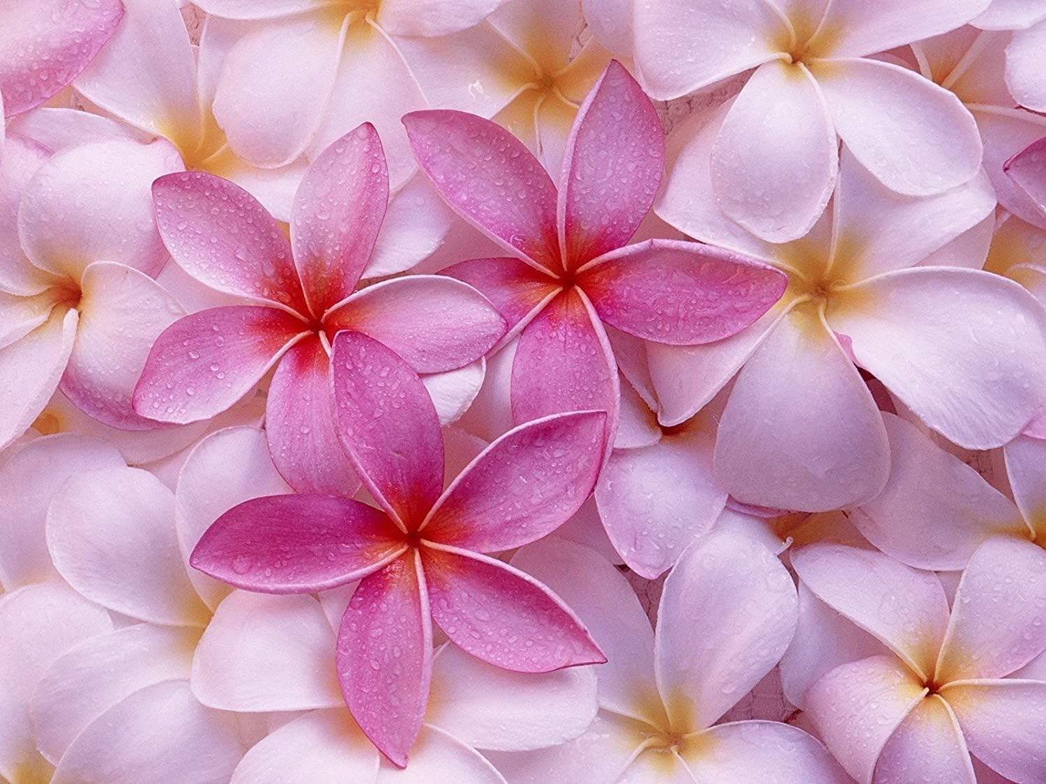 2 HAWAIIAN PINK PLUMERIA FRANGIPANI PLANT CUTTING – FRAGRANT EASY TO GROW