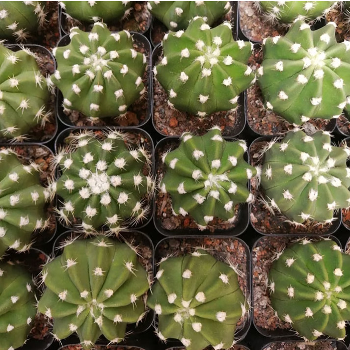 Echinopsis Oxygona Easter Lily Cactus Live Combo Flowering Cactus