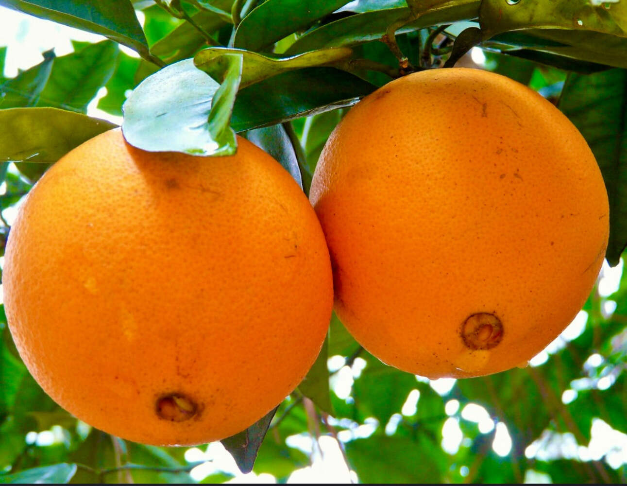 Citrus sinensis NAVEL WASHINGTON – Plant Orange | Tree