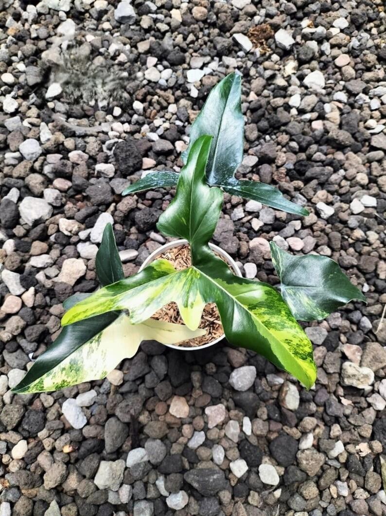Philodendron African Fantasy Variegated Rare Tropical Plant