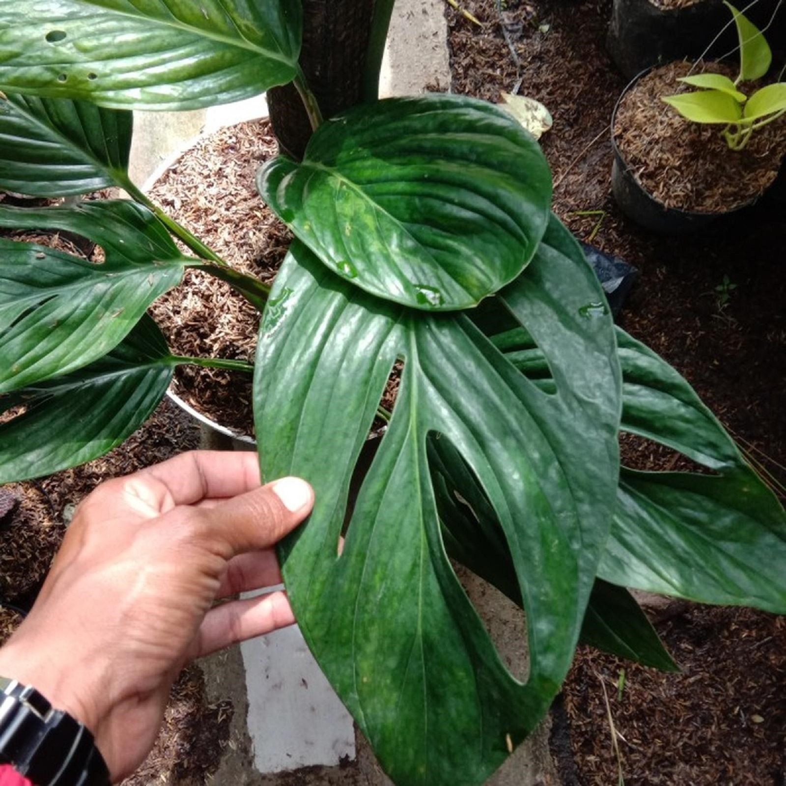 Monstera Pinnatipartita Rare Tropical Climbing Aroid Split Leaf Monstera