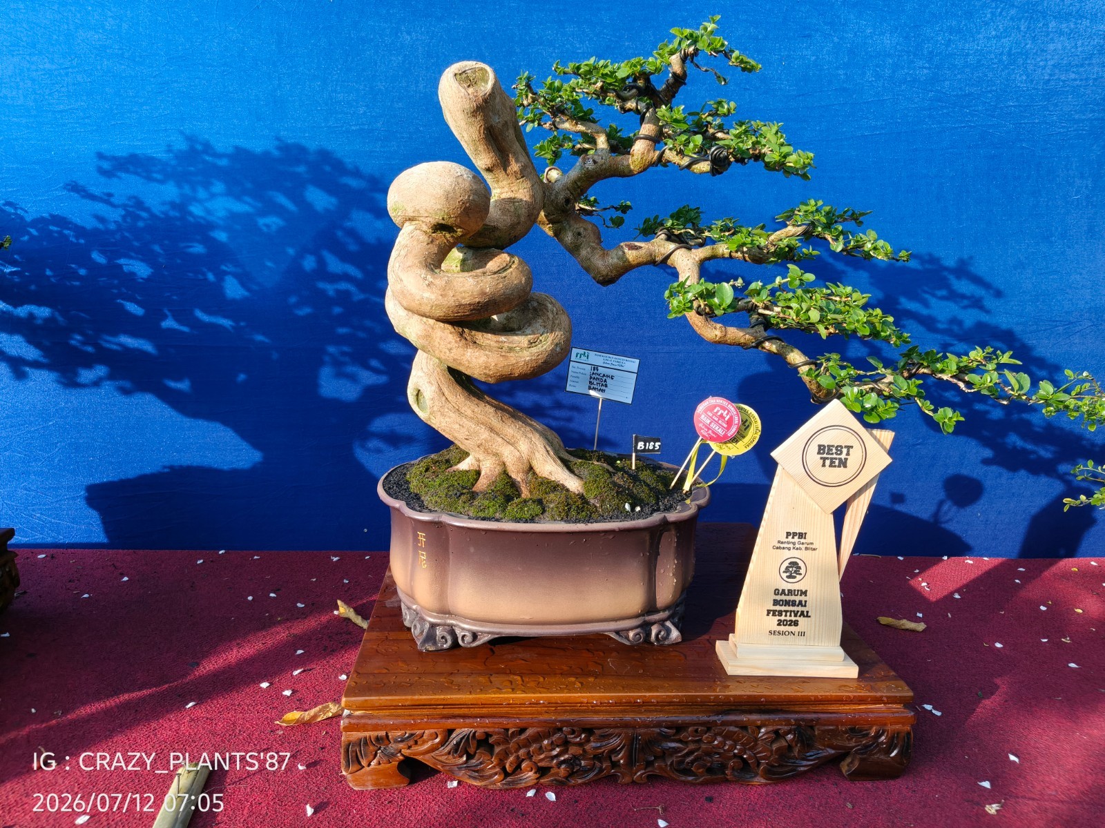 REAL PICT – Premna Microphylla Bonsai Tree – Big Size -RARE EXCLUSIVE EXHIBITION