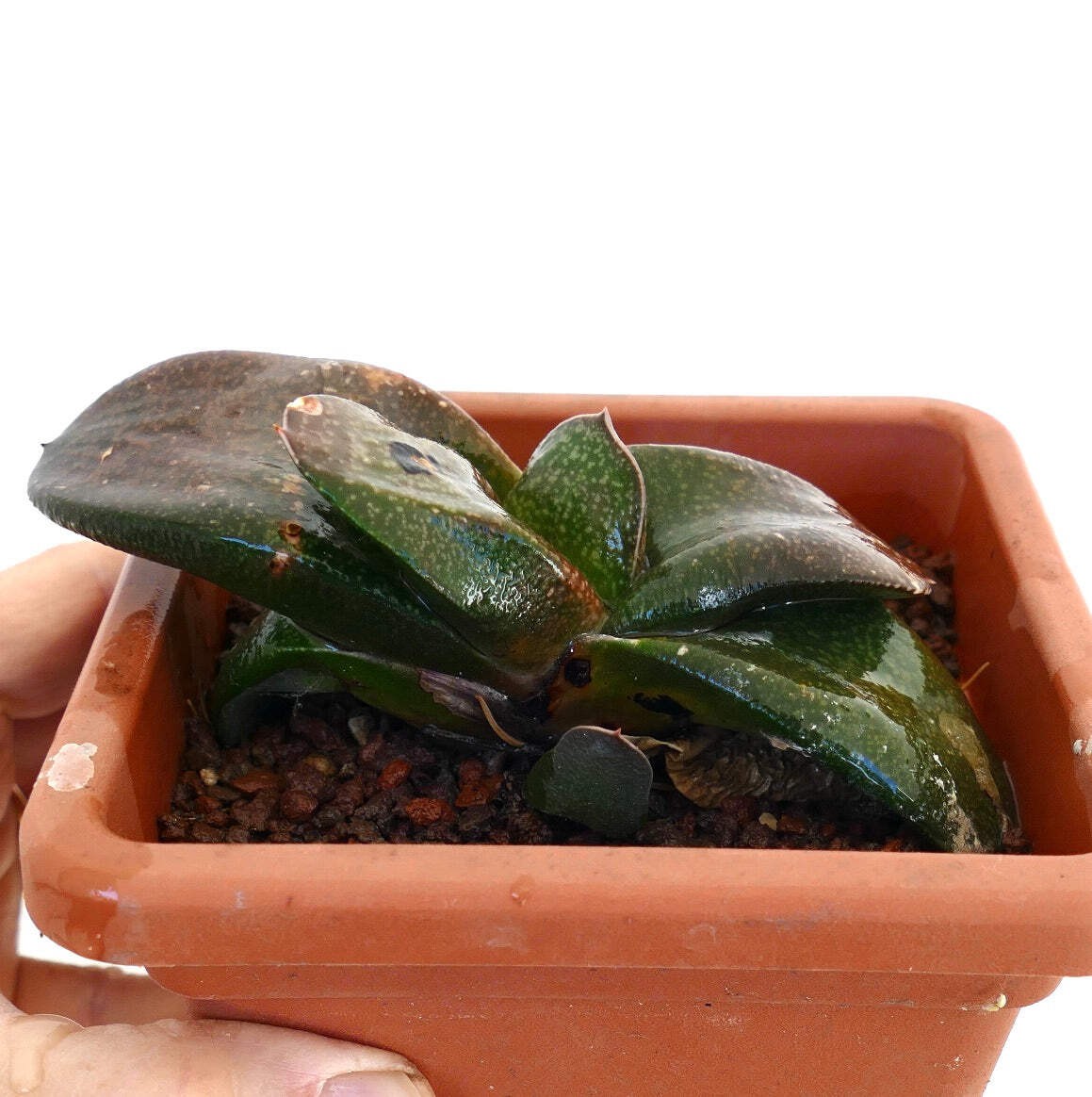 Gasteria armstrongii x batesiana –