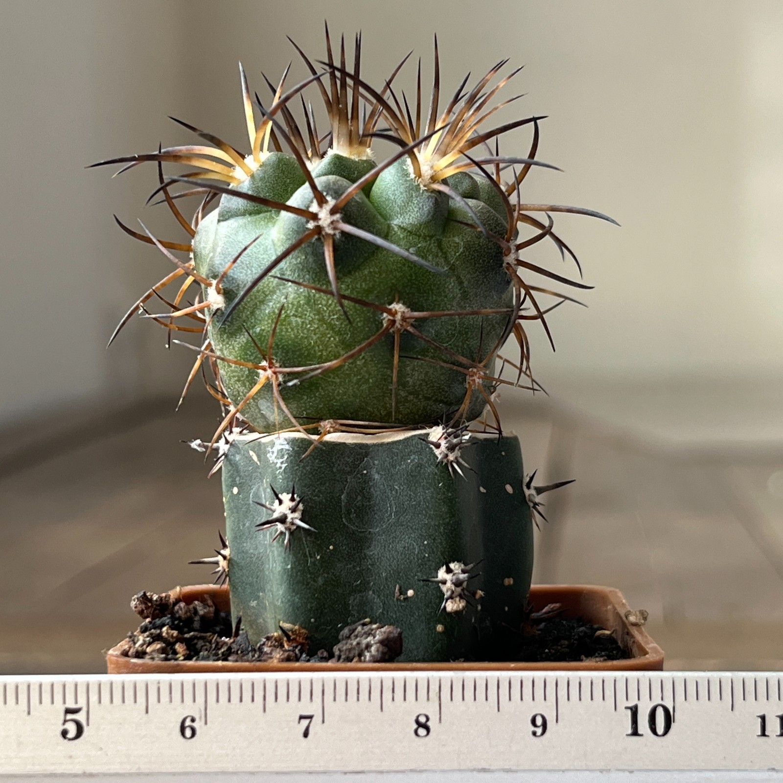 A23-871 Copiapoa schulziana, JN1717, Mina La Gloria, 560m, grafted