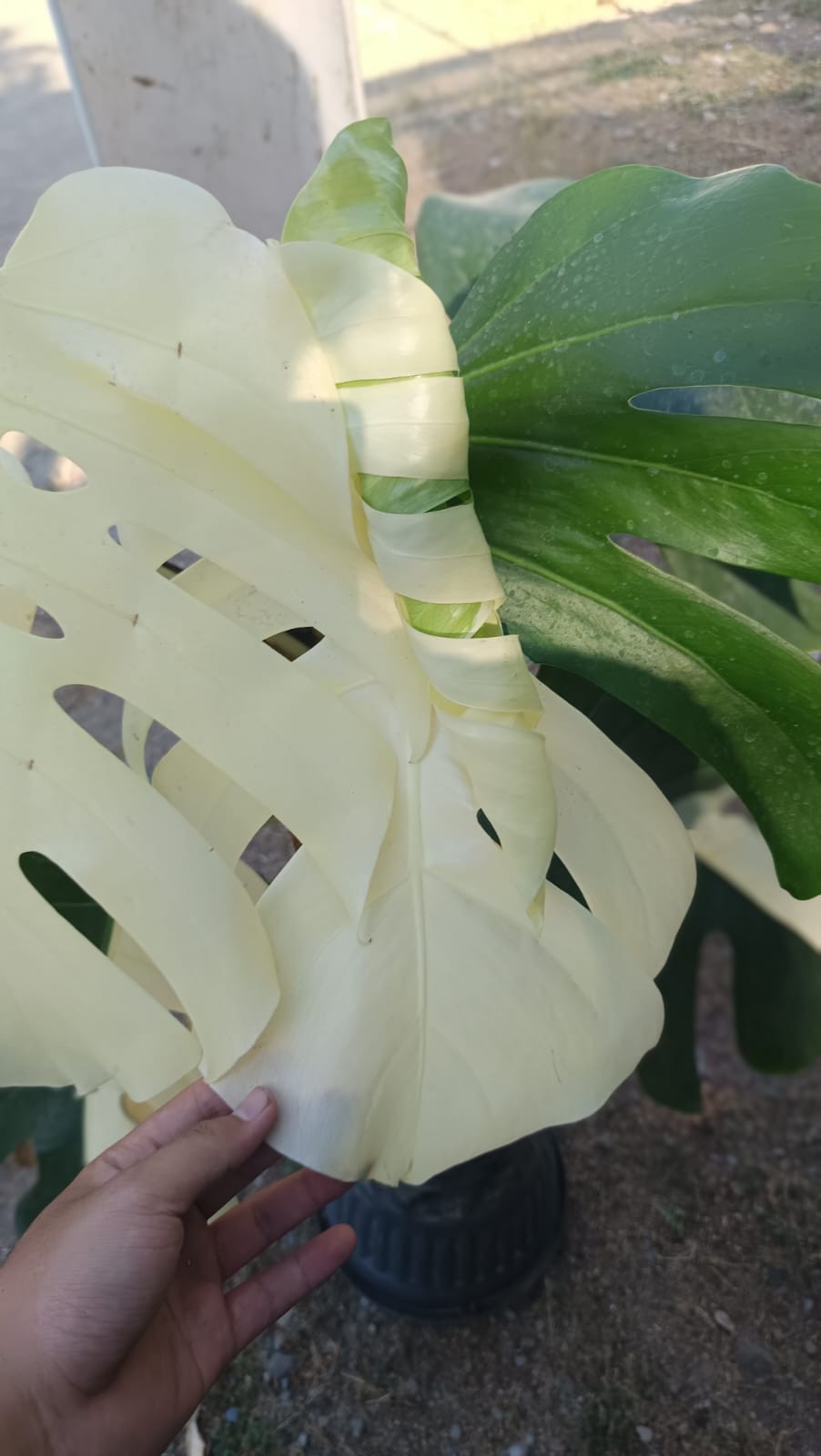Real Picture Monstera KIng Albo Halfmoon Variegated Big Size 7 Leaves