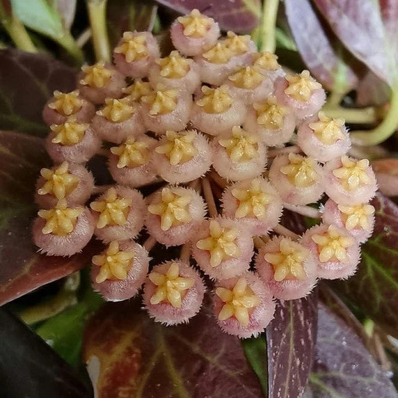 Real Pict Hoya Sunrise Rare Plant