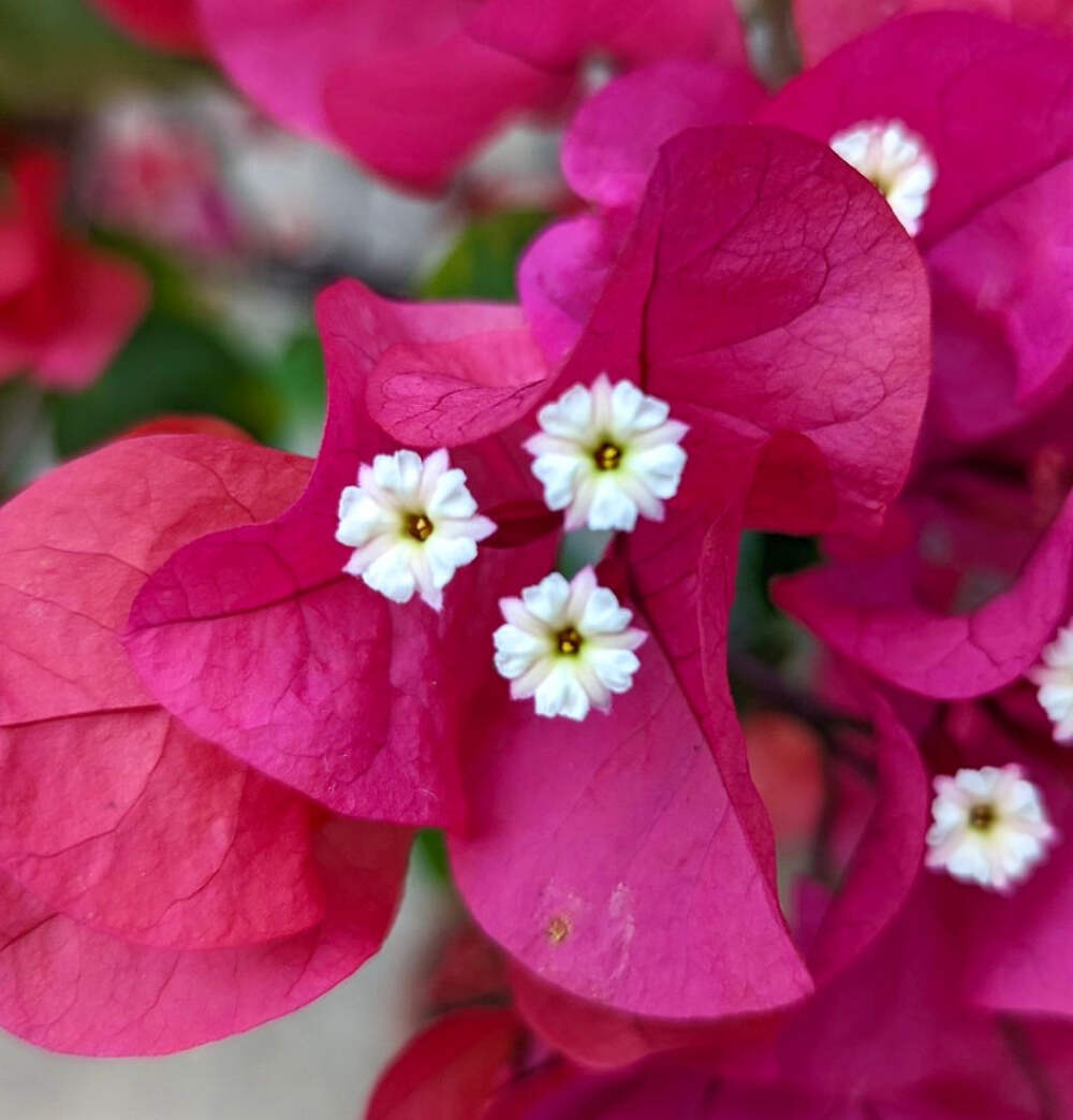 Bougainvillea spectabilis 10-20cm | Great bougainvillea | Paperflower – Great bo