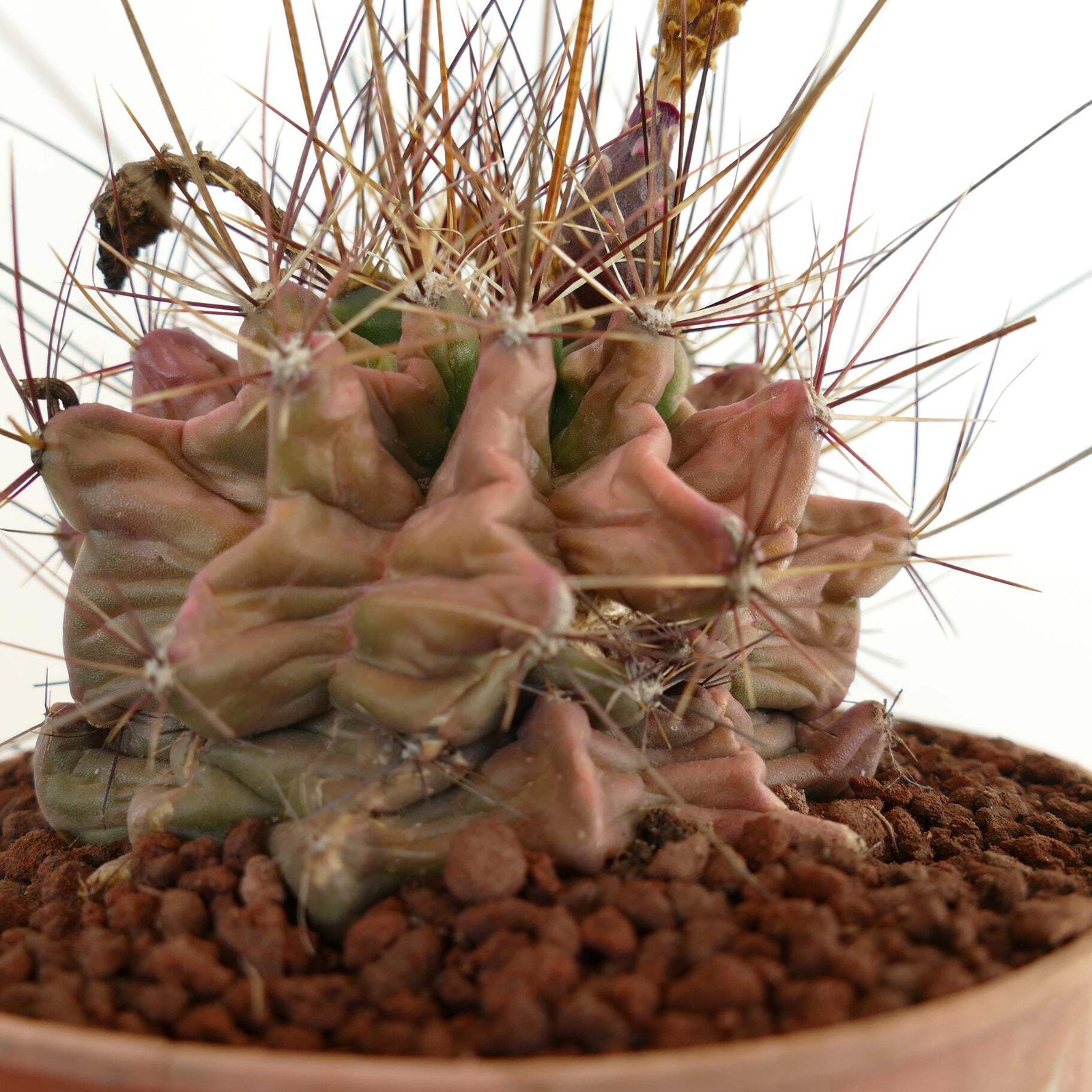 Ferocactus hamatacanthus UNUSUAL RIBS FORMS – Texas barrel cactus | Hooked barre