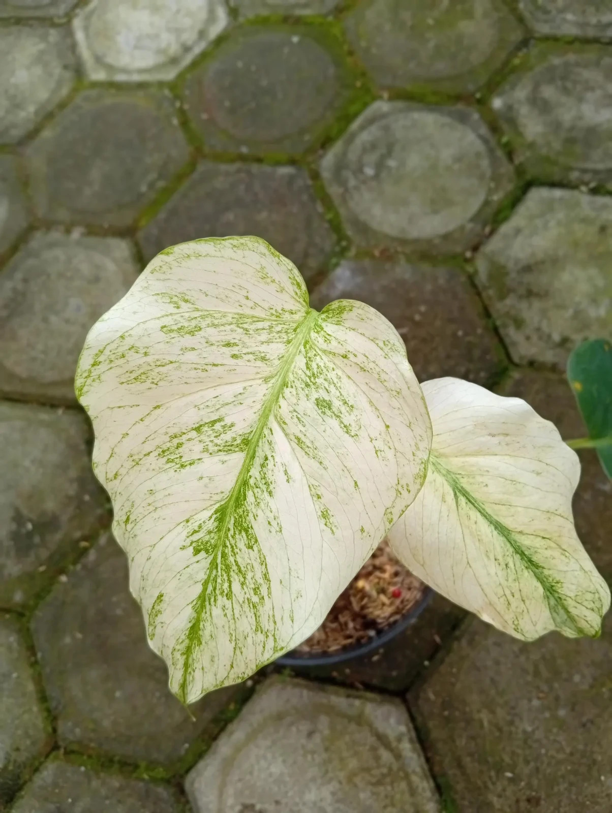 Real Picture Monstera Devil Monster Variegated 2 Leaves