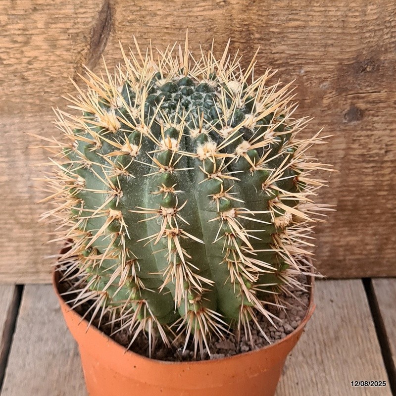 D5903 NOTOCACTUS SUBMAMMULLOSUS pot14-H13-W12 cm MaMa Cactus