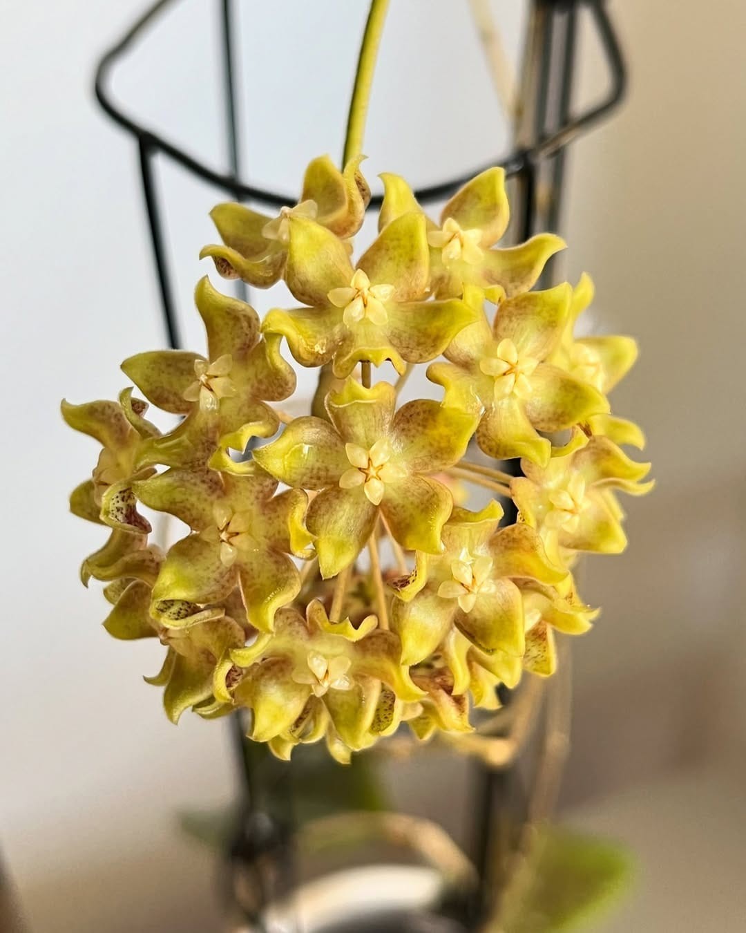 Hoya Aff Lambi Red Sp Borneo Rare Tropical Wax Plant