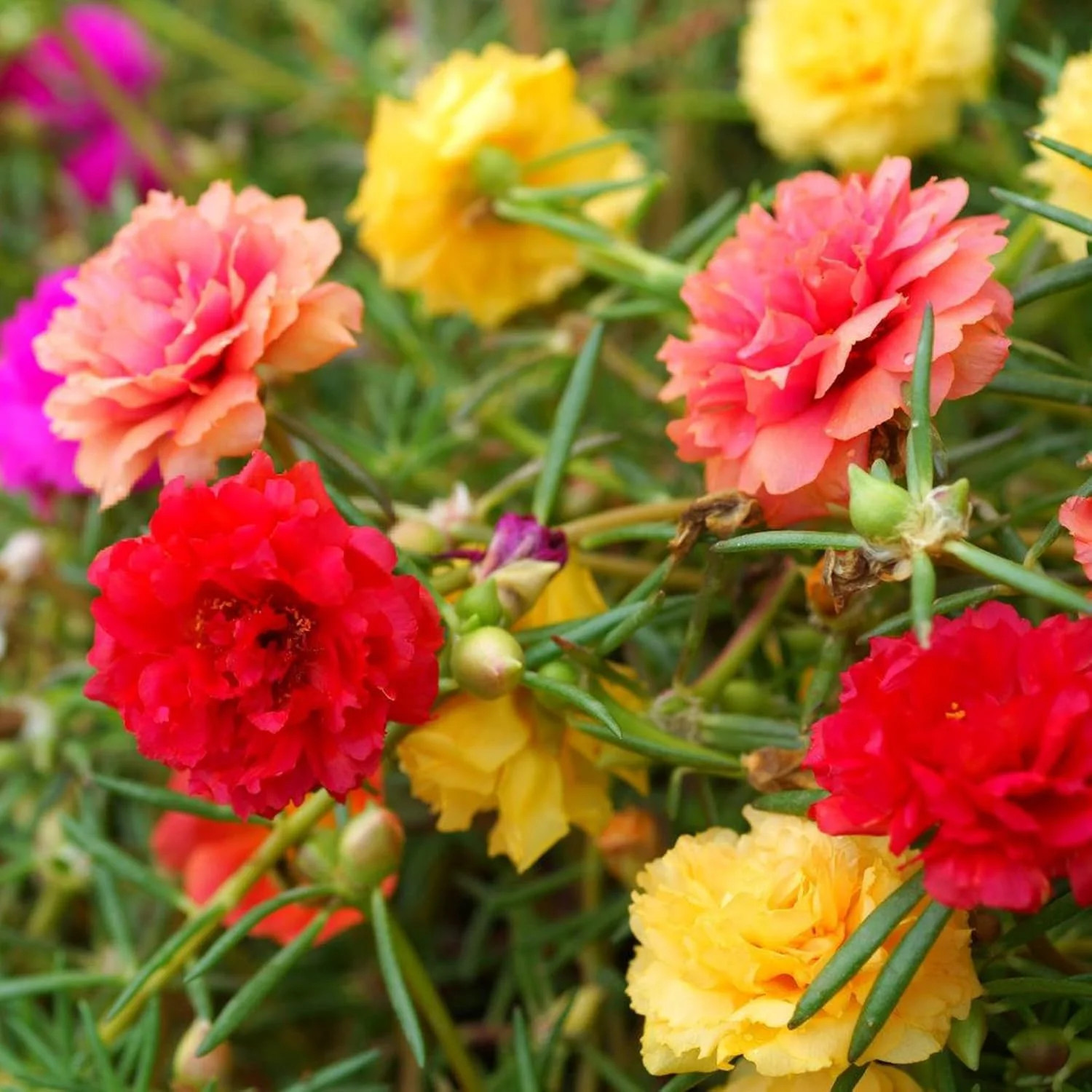 10000 Mixed Moss Rose Seeds – HOA Mười Giờ – AKA. Portulaca Grandiflora Mix, Mos