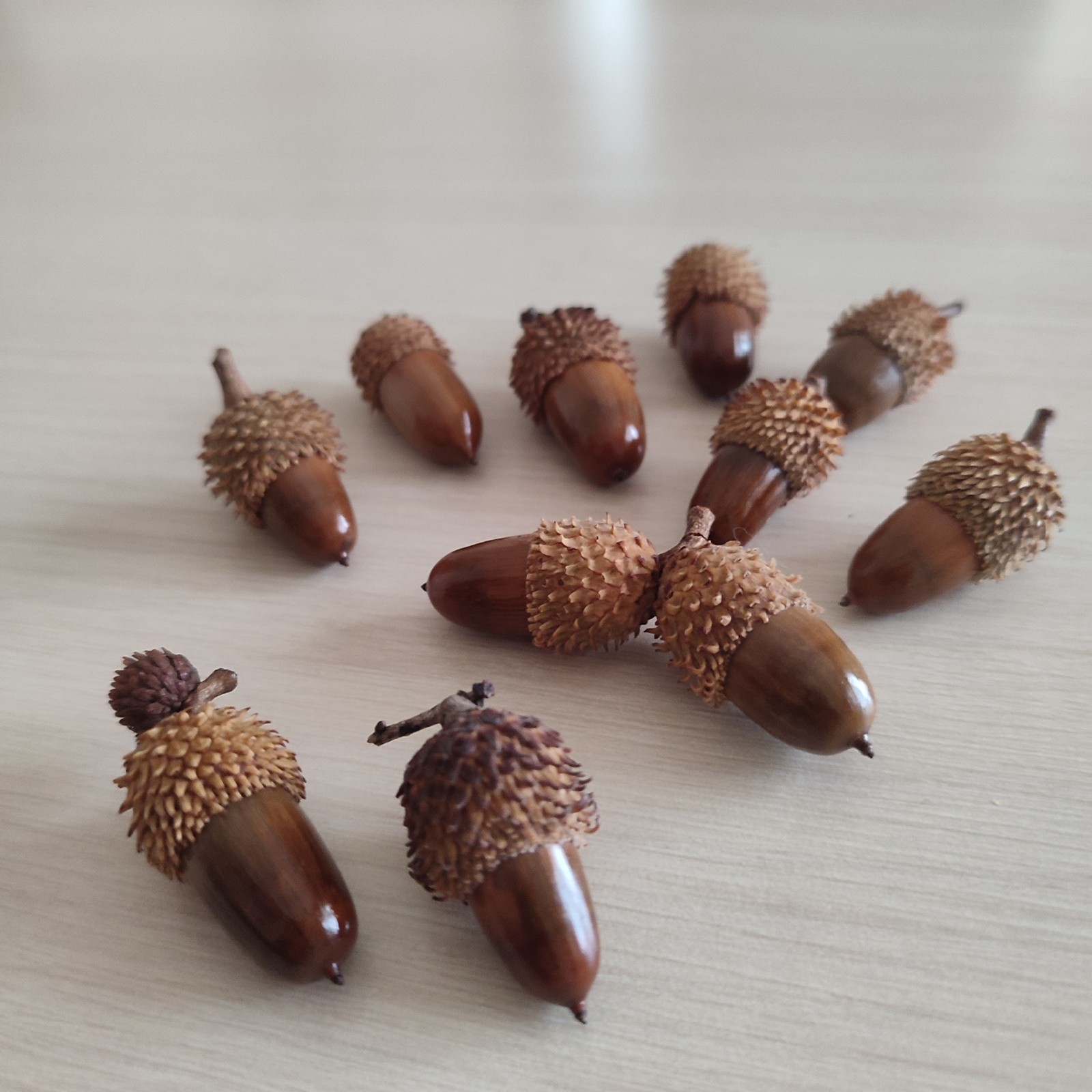50 Pcs Hand Polished Real Dried Standart Acorns | Natural Baked Acorns