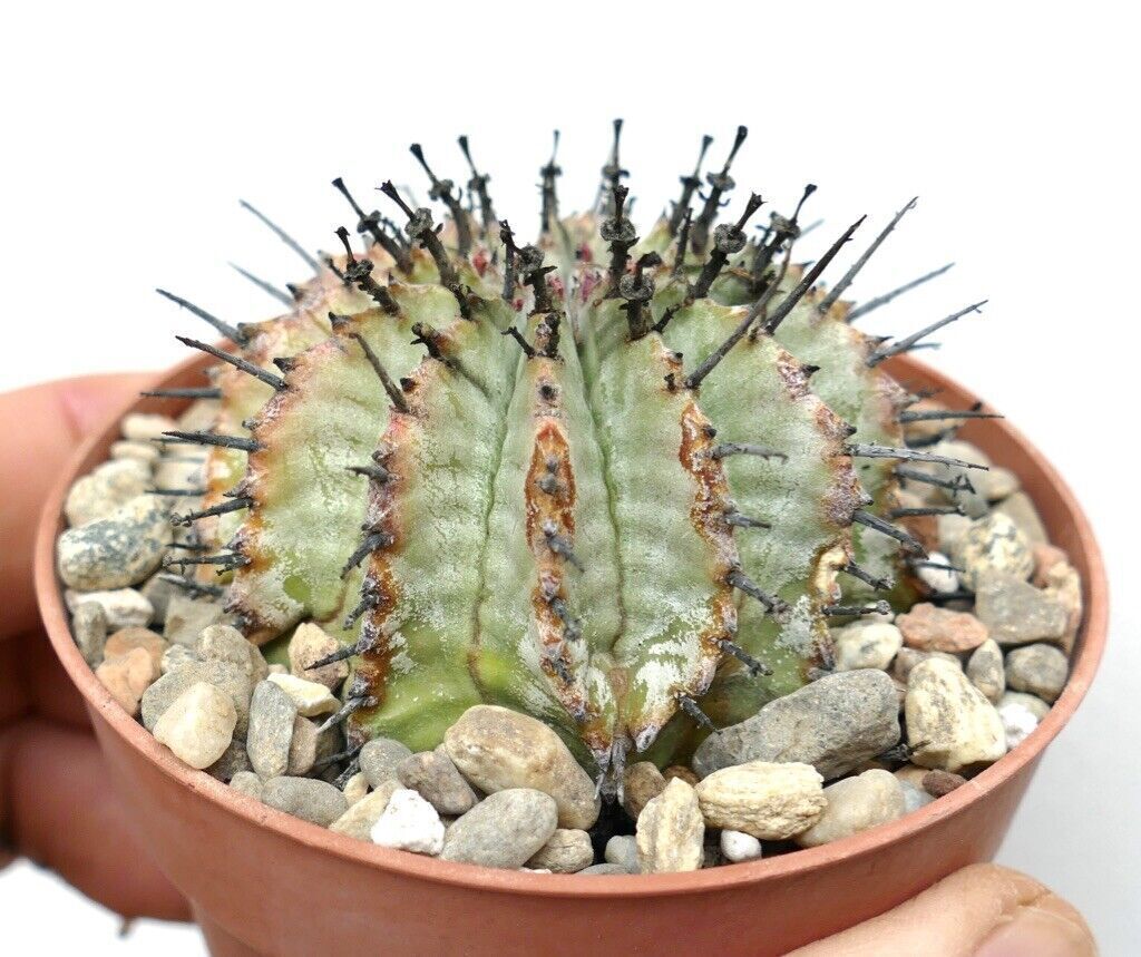 Euphorbia horrida SNOW FLAKES 4 –