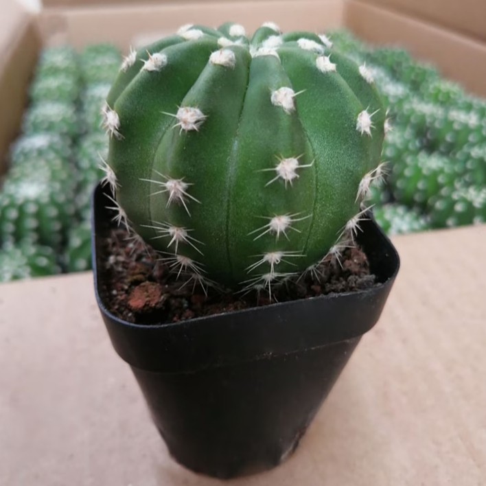 Echinopsis Oxygona Easter Lily Cactus Live Combo Flowering Cactus
