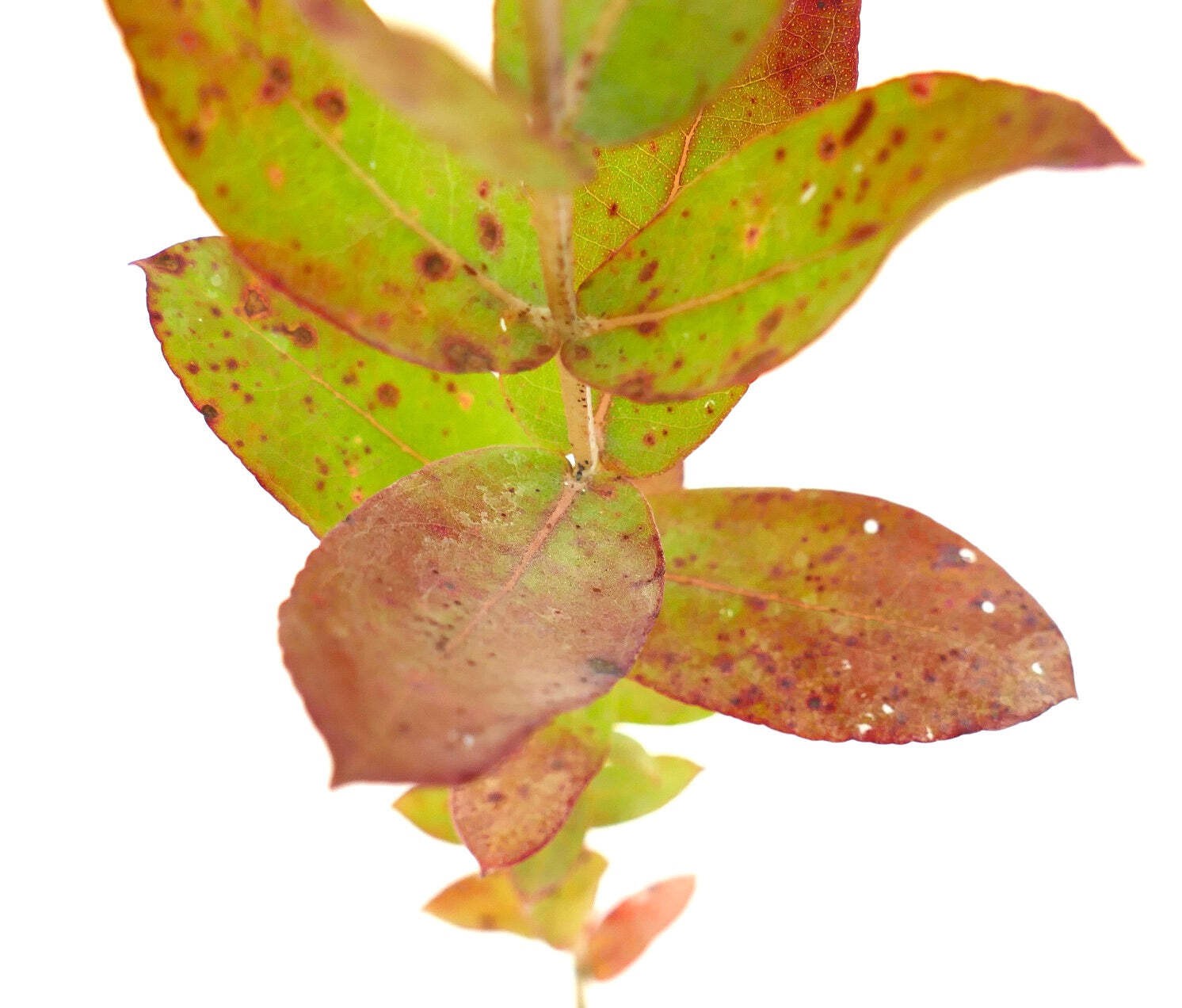 Eucalyptus globulus – Tasmanian blue gum | Southern blue gum