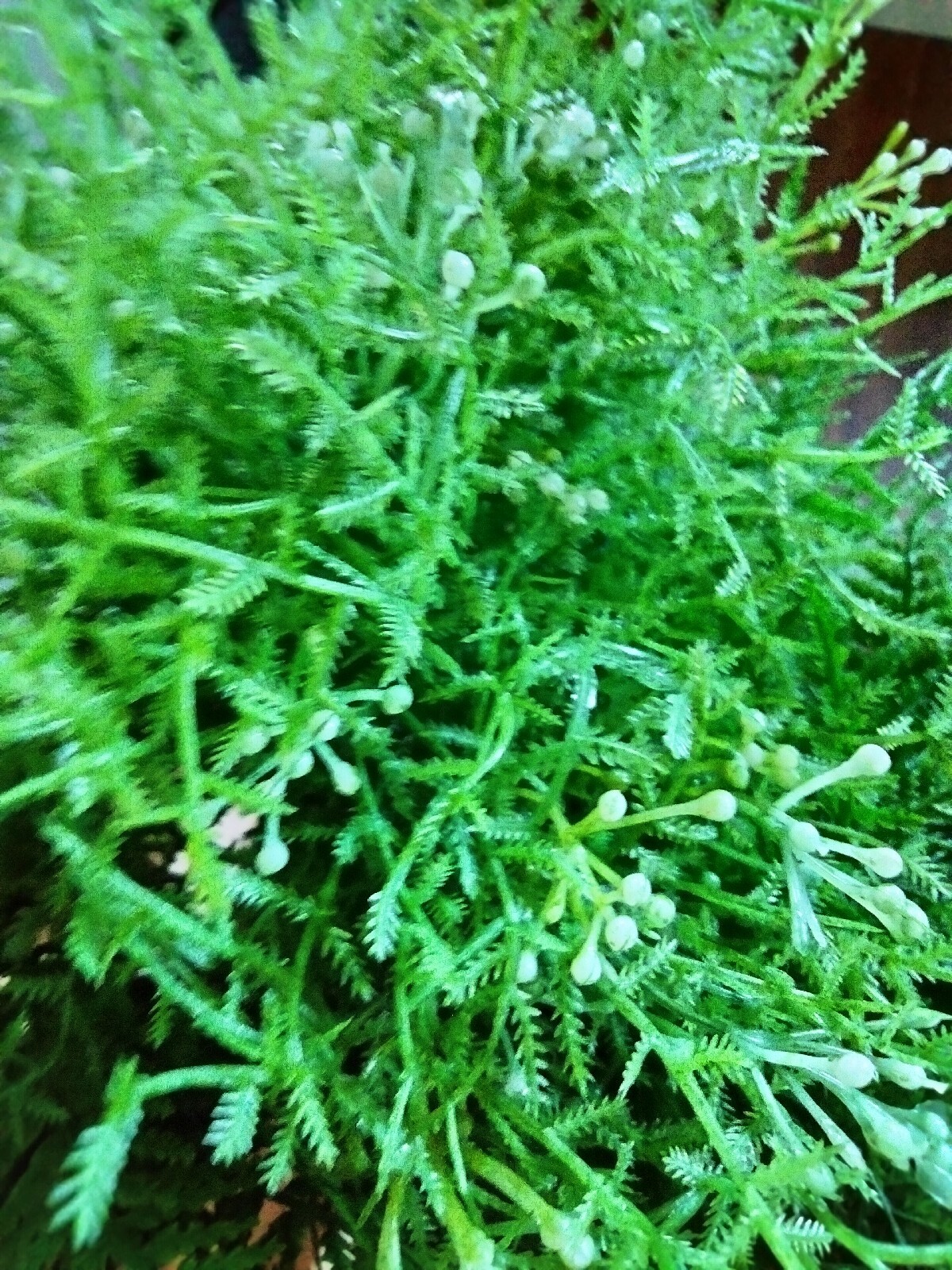 NEW 13 Pcs Artificial Plastic Plants: 7 Boston Fern Grass & 6 Ferns w/ Berries