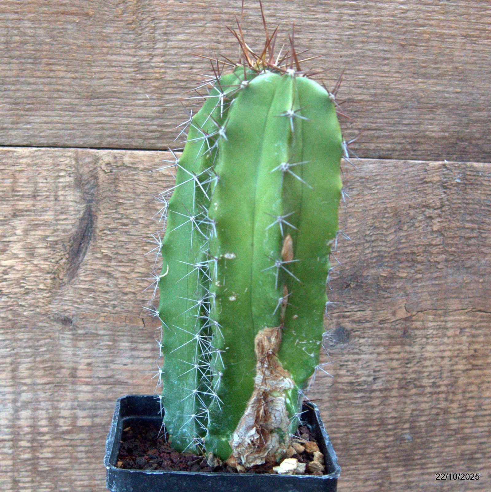 D7096 POLASKIA CHENDE pot10-H20-W13 cm MaMa Cactus