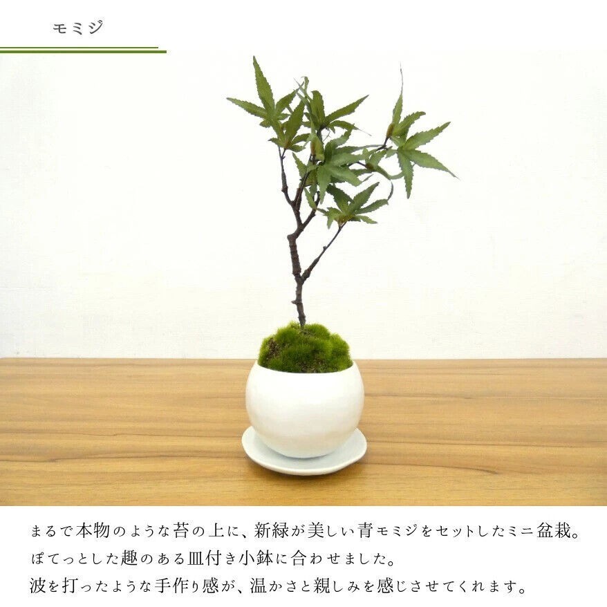 Cup Bonsai Set Momiji & Fern Faux Plant 2pcs Made in Japan Mini Zen Decor
