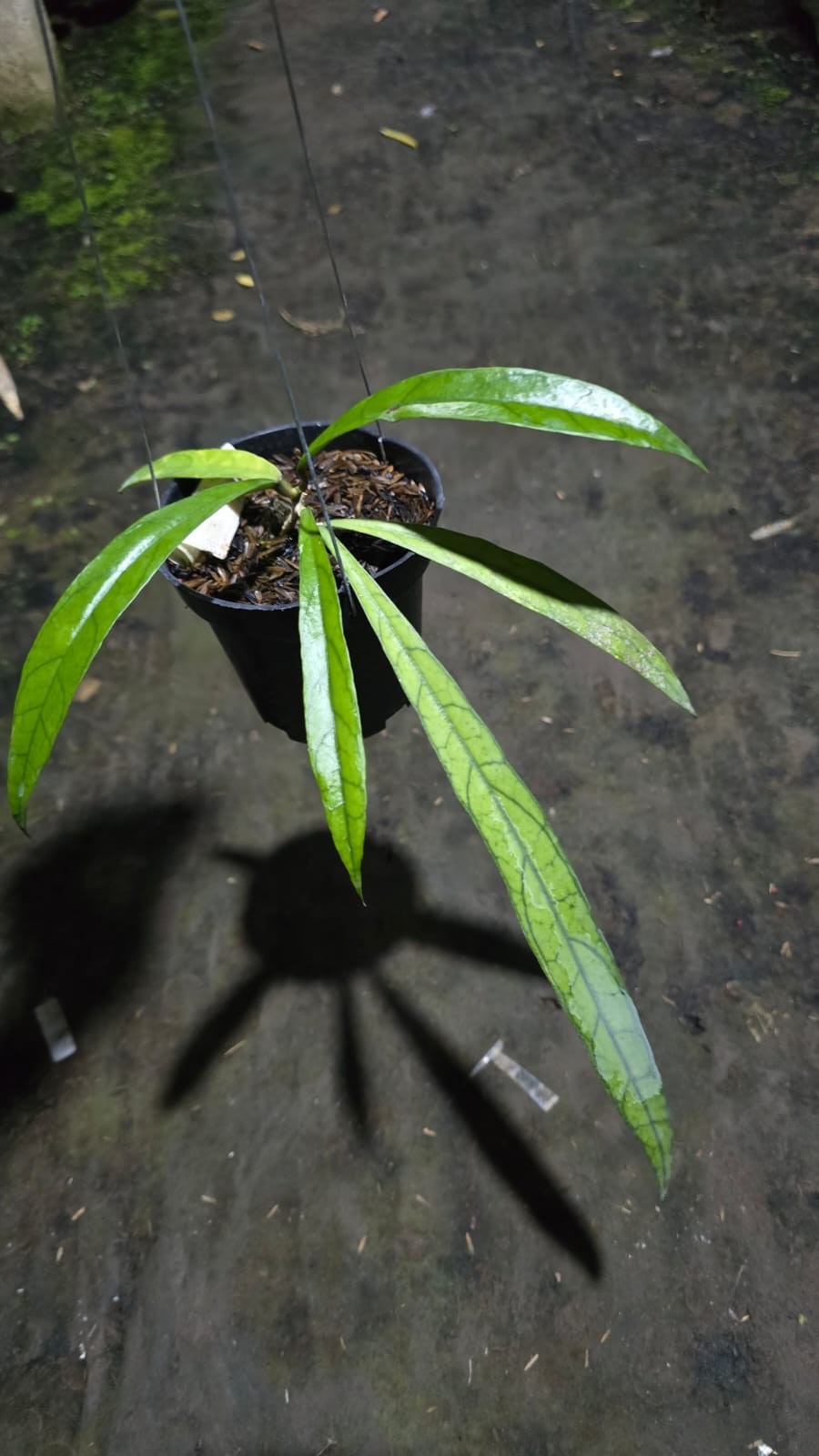 Hoya Aff. Callistophylla ‘Jungle Spear’ Sp Mallinau