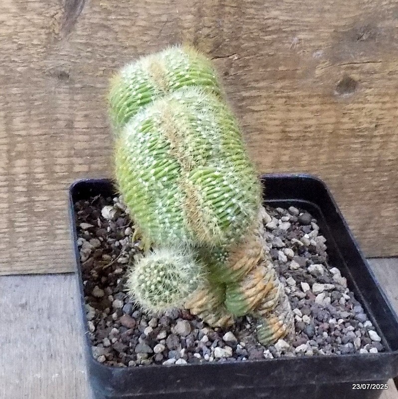 D5465 PACHYCEREUS PRINGLEI CRESTED pot12-H11-W14 cm MaMa Cactus