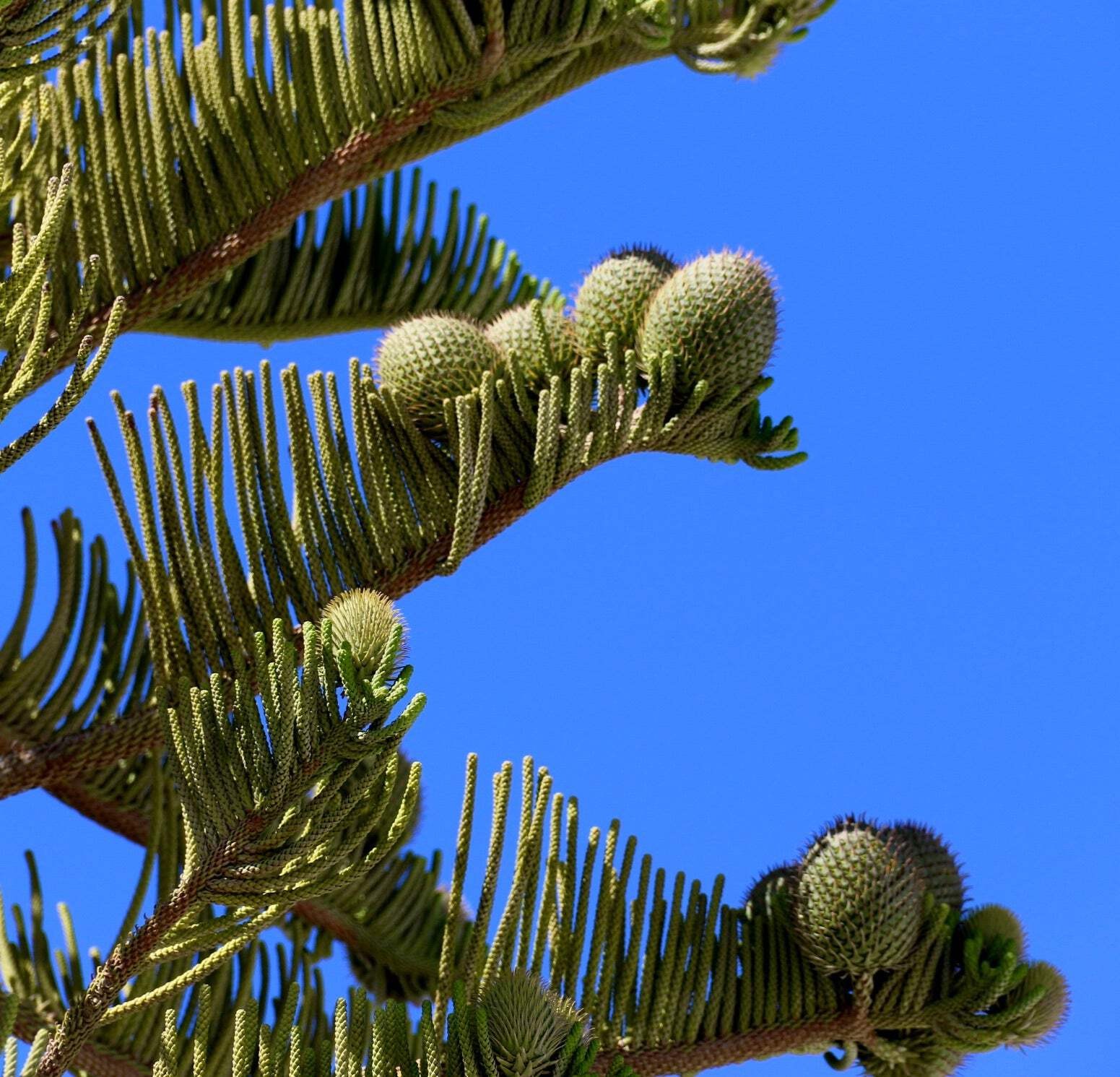 Araucaria heterophylla 85-120cm | Norfolk Island pine | Star pine – Norfolk Isla