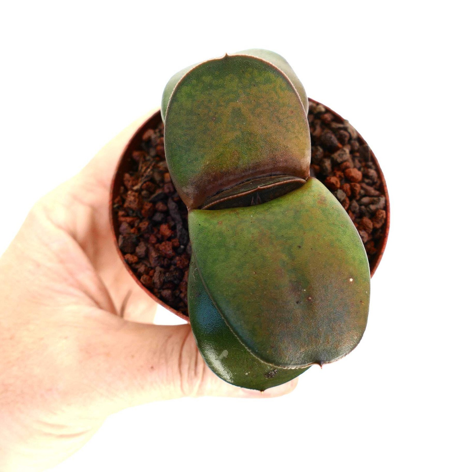 Gasteria pillansii cv 滑らか肌 SELECTED – Namaqua gasteria | Lawyer’s tongue