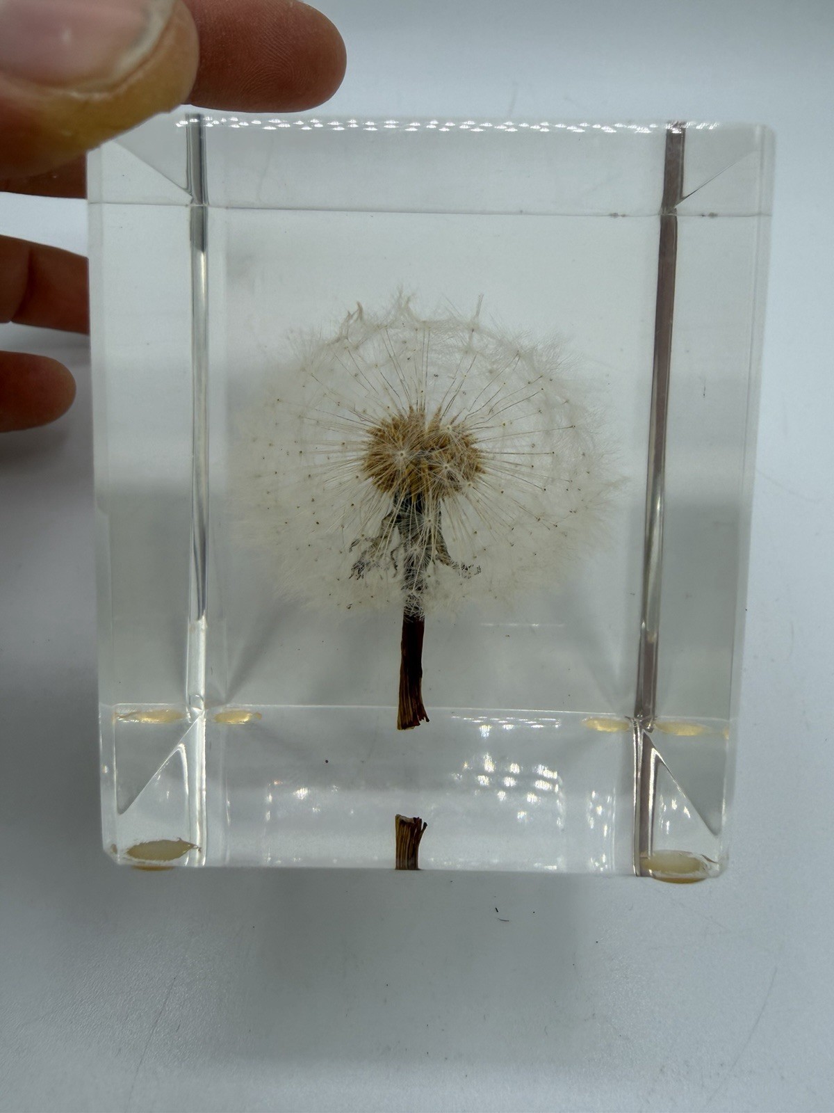 Dandelion Flower Specimen Paperweight 2.25” Resin Cube Acrylic Decor Desk Home