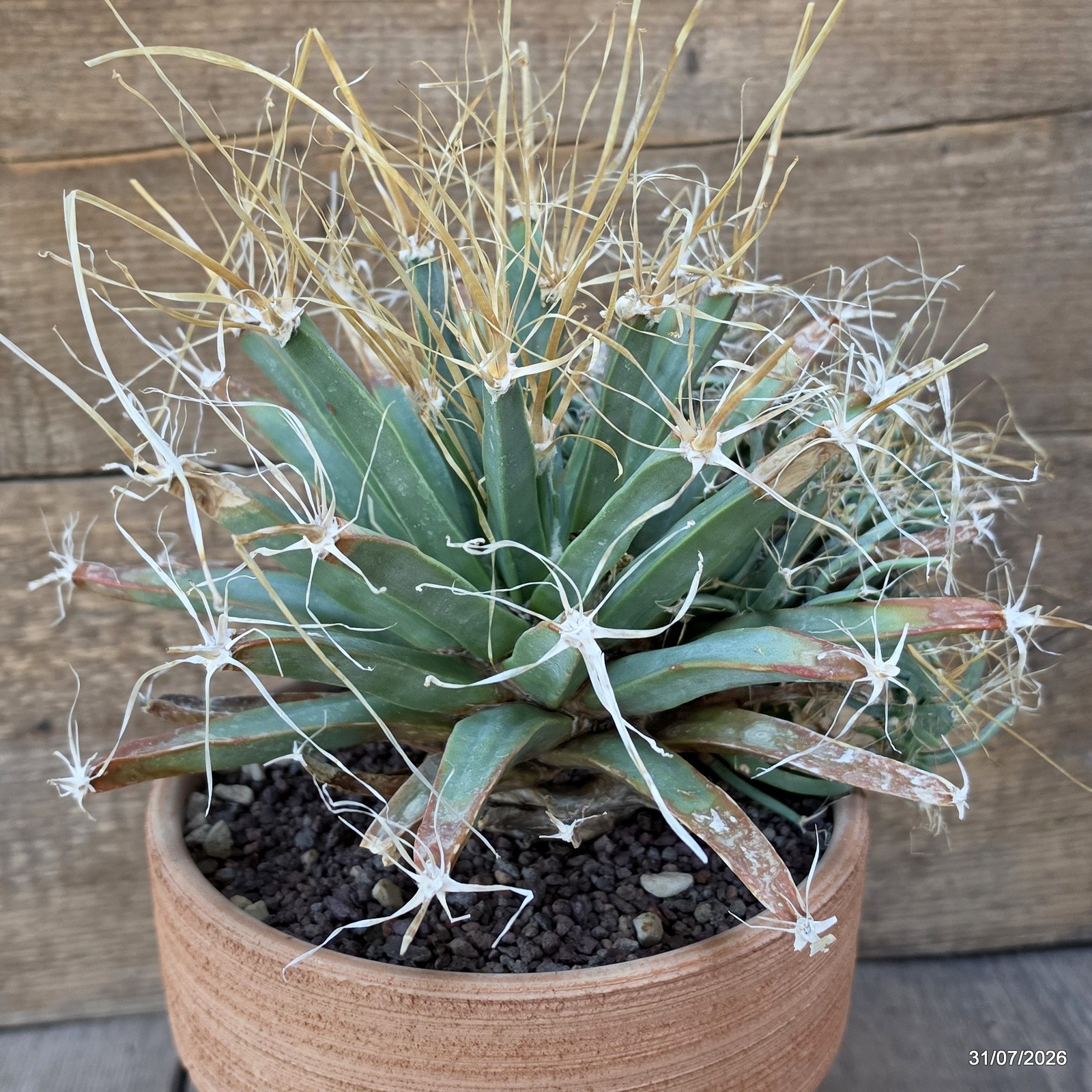 D7749 LEUCHTENBERGIA PRINCIPIS MONSTER pot19-H19-W31 cm MaMa Cactus