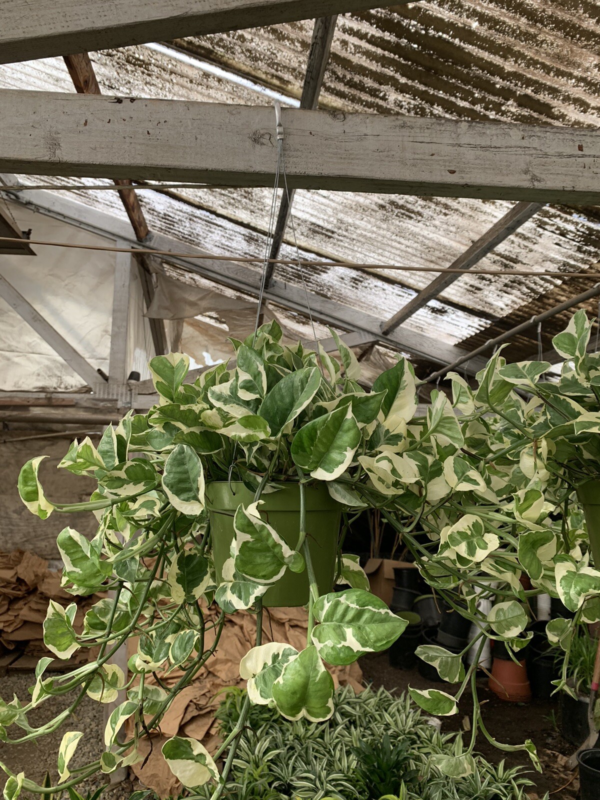 Indoor Live Plants Bundles Including 6inch Potted Pothos Plants