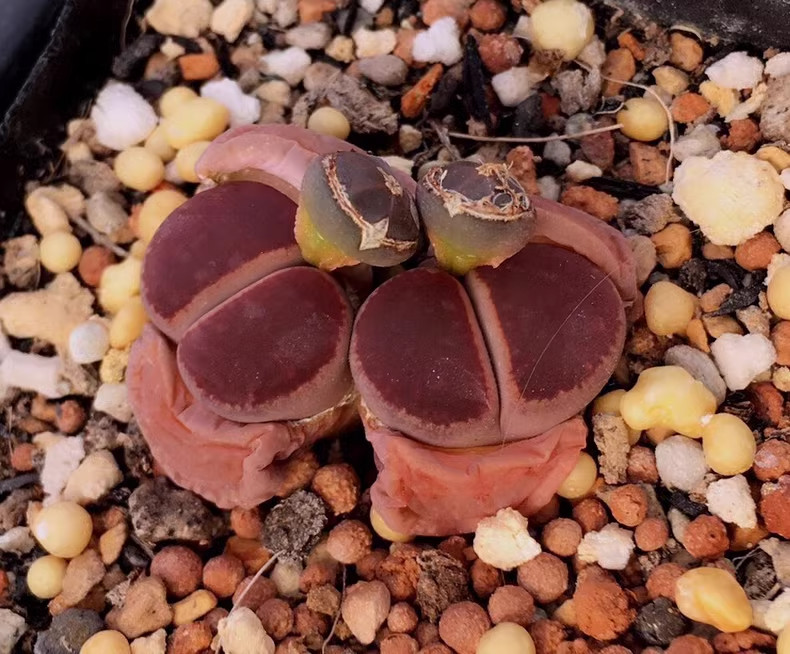 3pcs Lithops aucampiae “KO” All are full windows