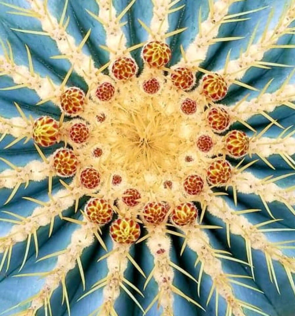 Ferocactus glaucescens SEEDS – Rare Cactus SEEDS
