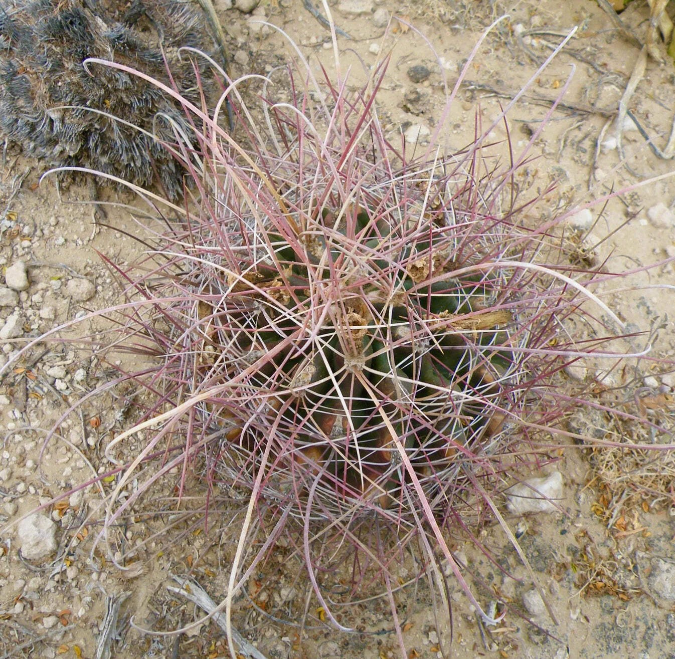 Ferocactus hamatacanthus SEEDS – Rare Cactus SEEDS