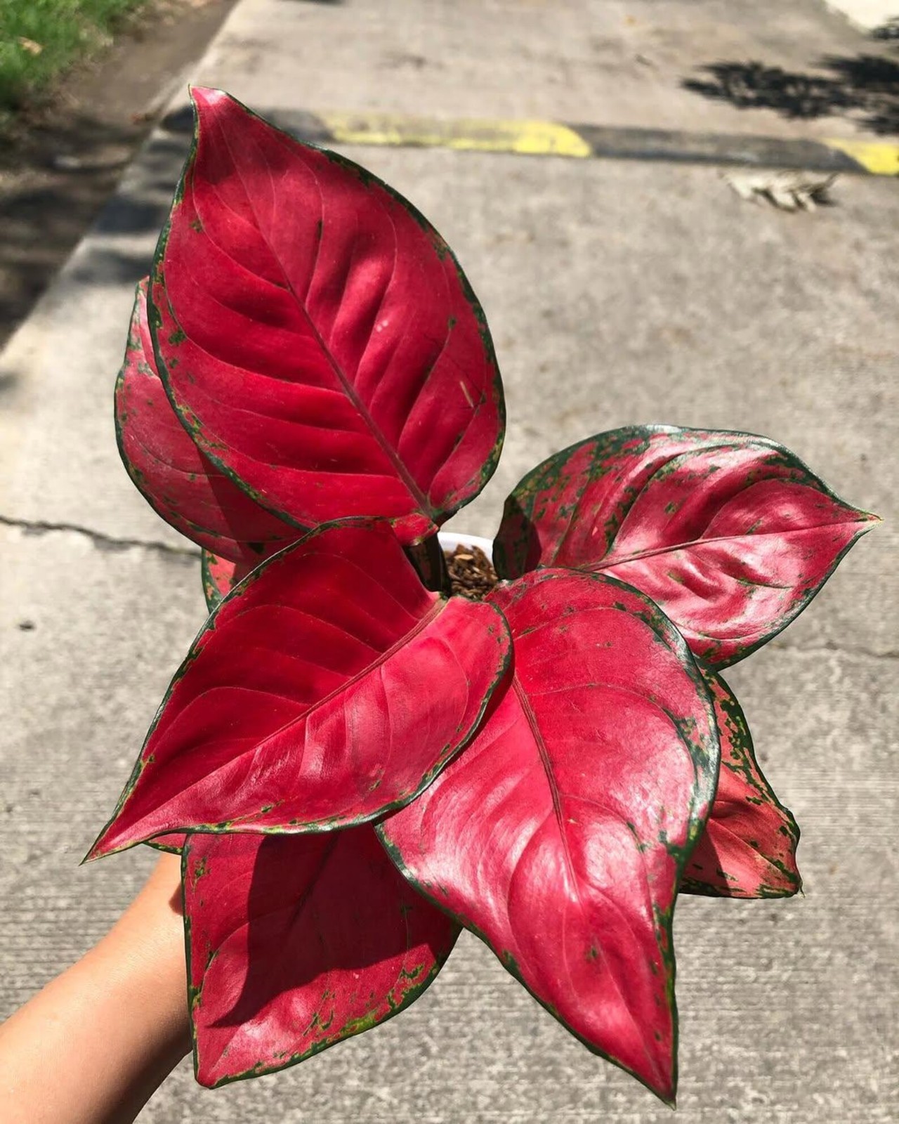 Real Picture Aglaonema Red Anjamani Beautiful Rare Plant