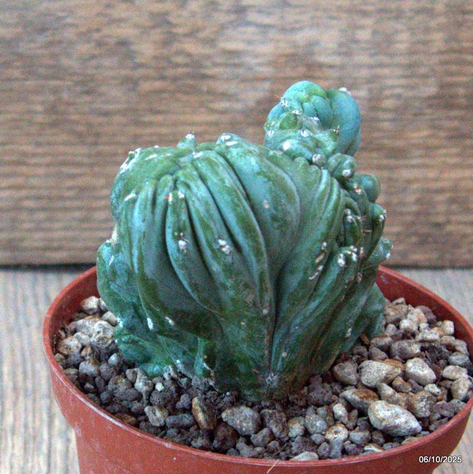 D6891 MYRTILLOCACTUS GEOMETRIZANS CRESTED pot10-H9-W9 cm MaMa Cactus