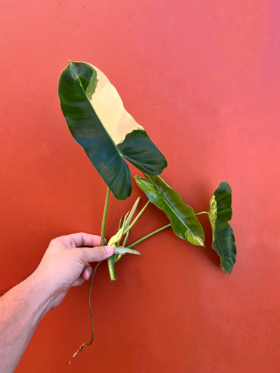 Variegated Burle Marx Philodendron Cutting | Air Roots w/ Nodes | House Plant