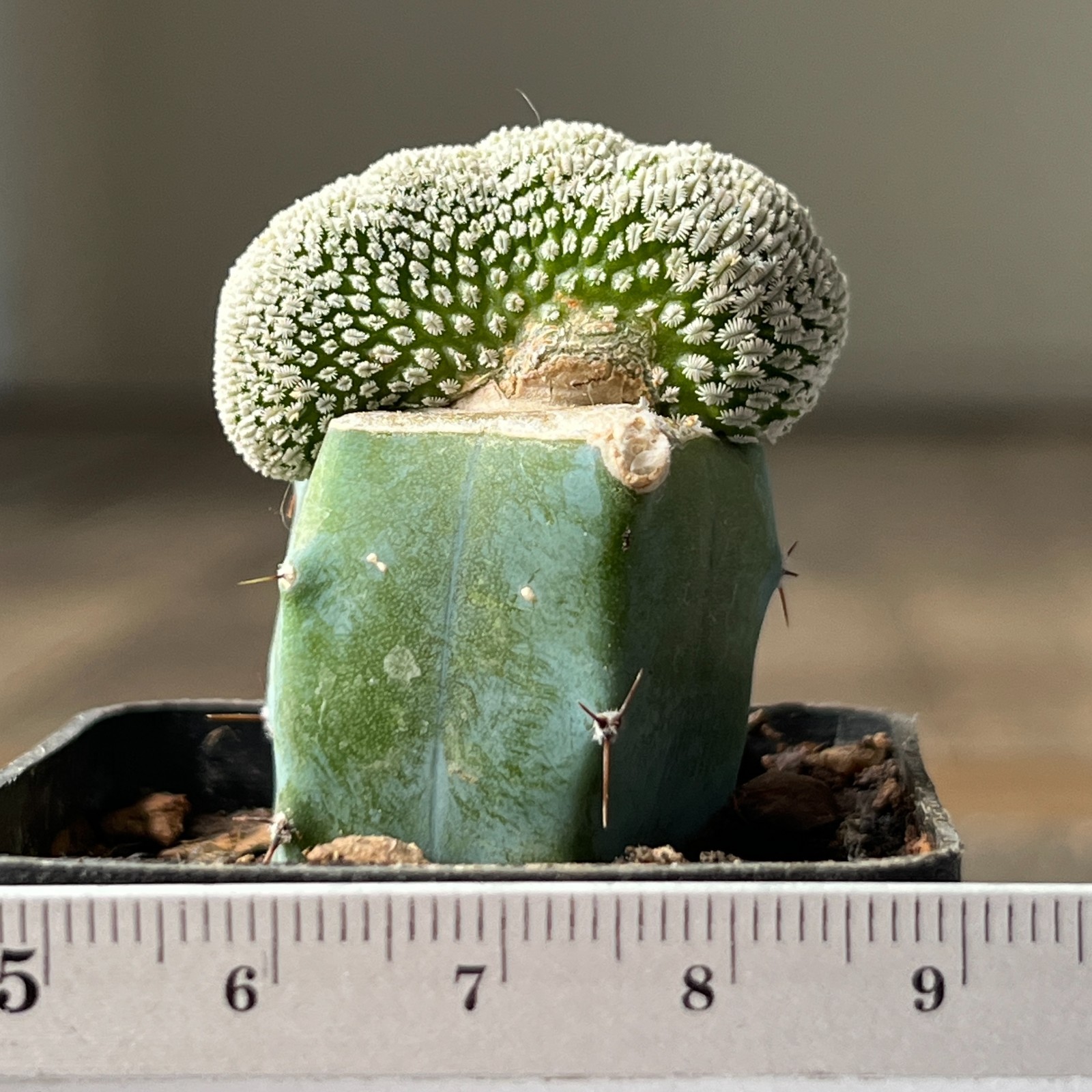 A30-1365 Mammillaria aselliformis f. cristata, grafted