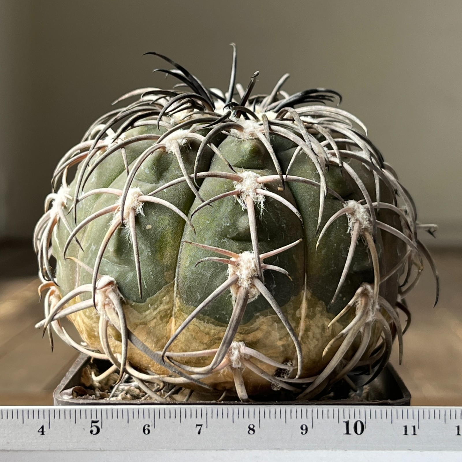A38-2065 Gymnocalycium spegazzinii super black spines, grafted