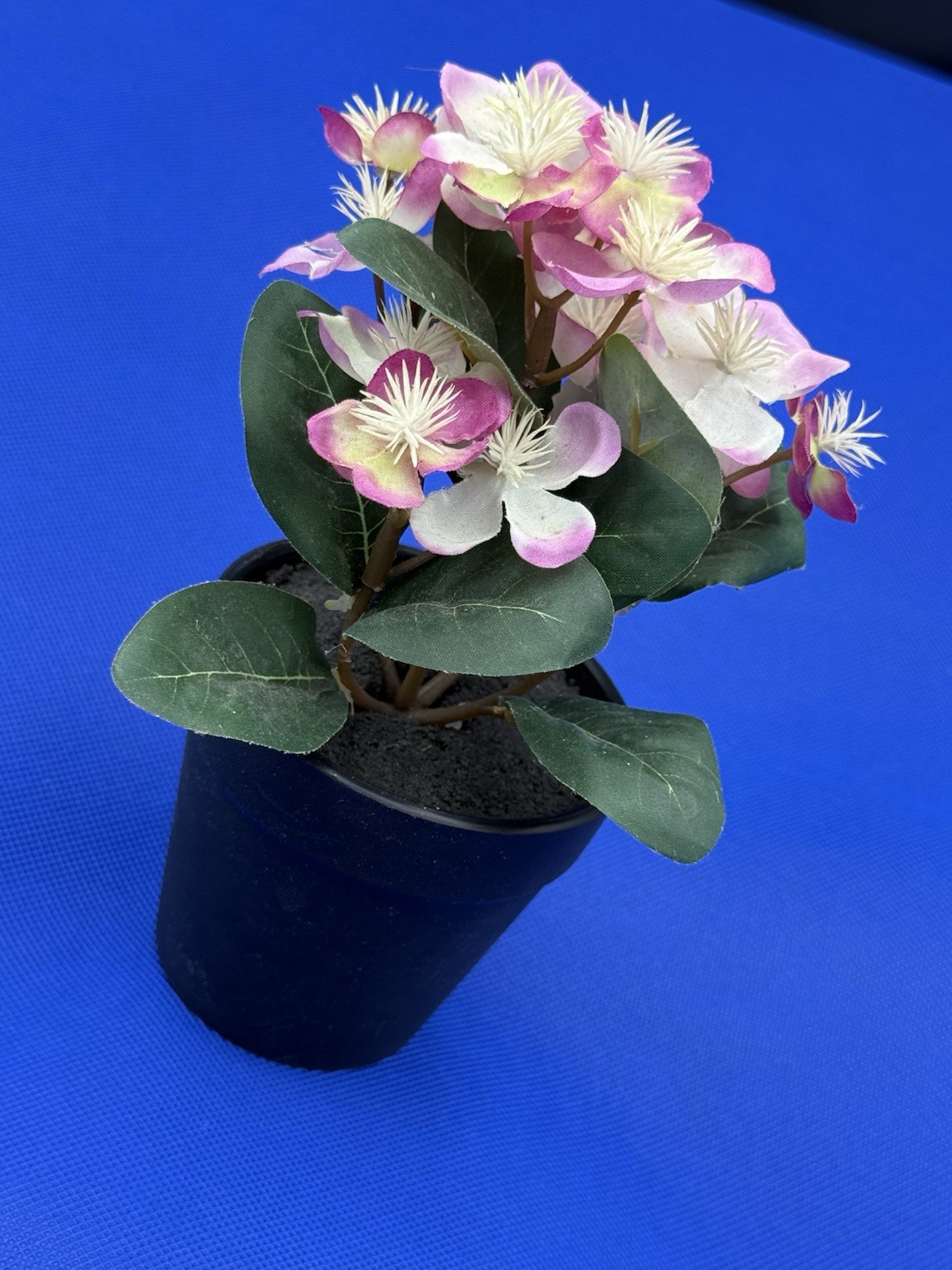 Potted Flower Lavendar preowned nice looking window table or bed flower.