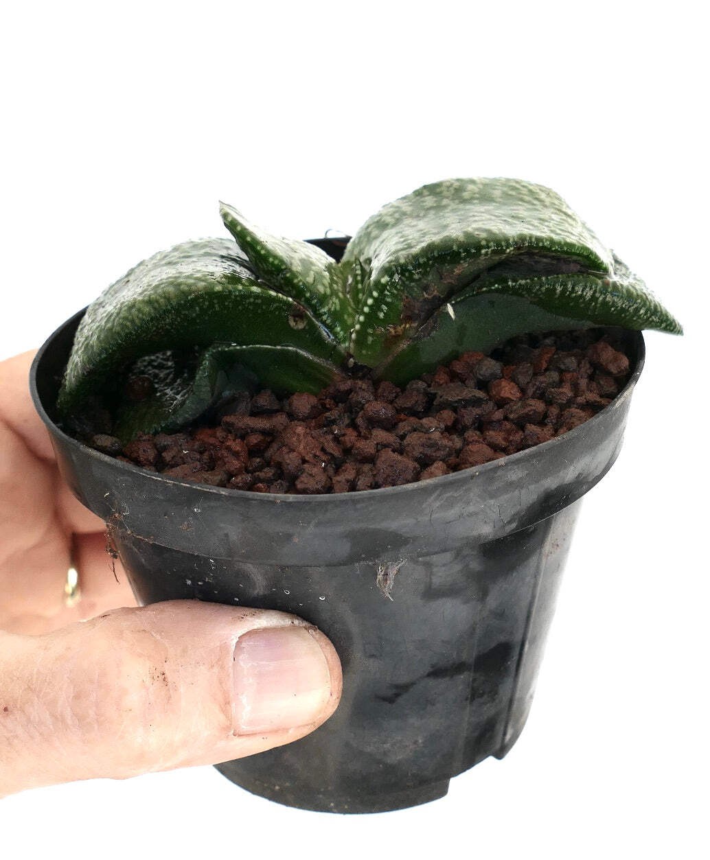 Gasteria armstrongii FAT & STRONG LEAVES (DE LONGHI) – Armstrong’s gasteria | Ar