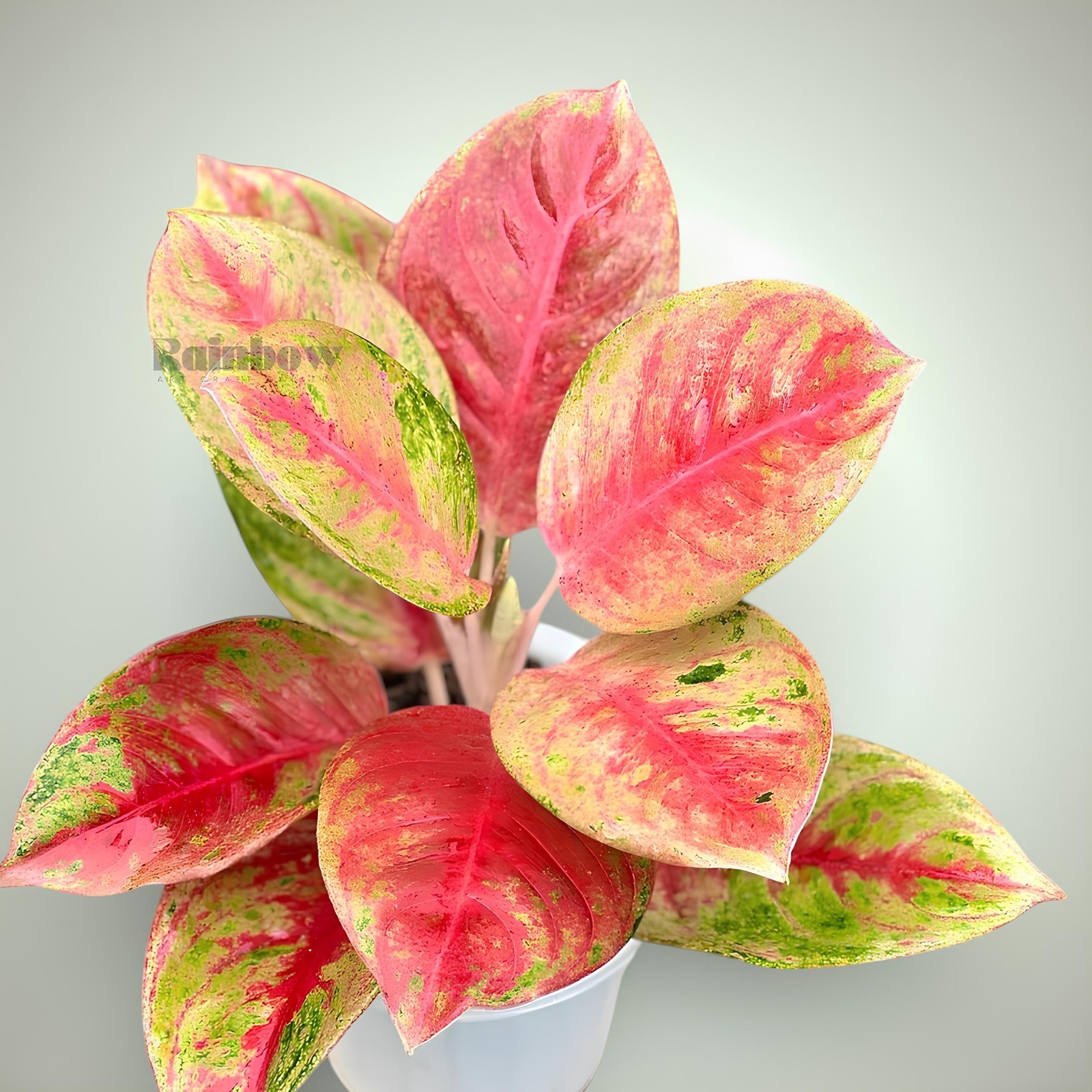 Aglaonema Red Exotic Beatiful Ornamental Plant