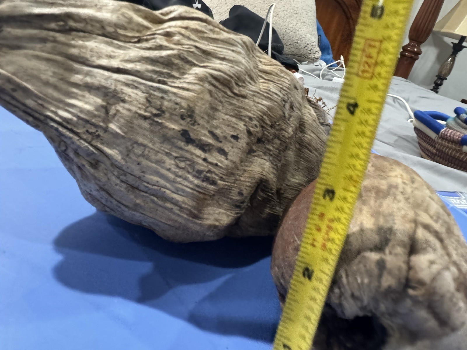 Lot Of 3 Large Coconut Jamaica Beach Whole Husk & Shell 7-9” organic texture